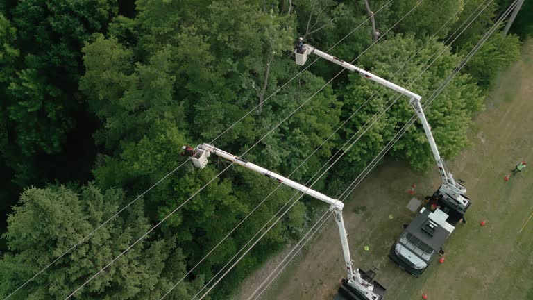 Best Emergency Tree Removal  in West Brownsville, PA