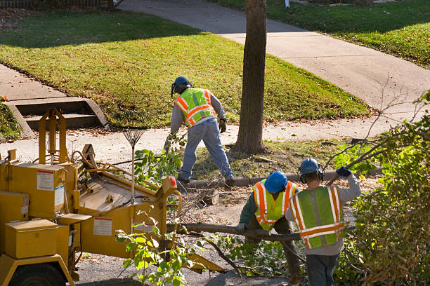 Reliable West Brownsville, PA Tree Services Solutions