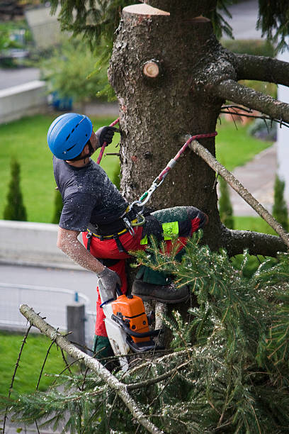 Best Lawn Watering Services  in West Brownsville, PA